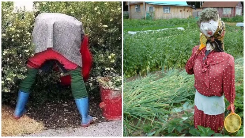 Смешные чучела на огороде