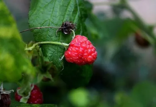 Корень малины. Лечебные свойства корней малины