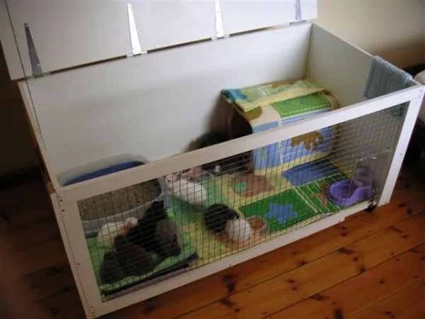 клетка для кролика декоративного своими руками для квартиры с размерами