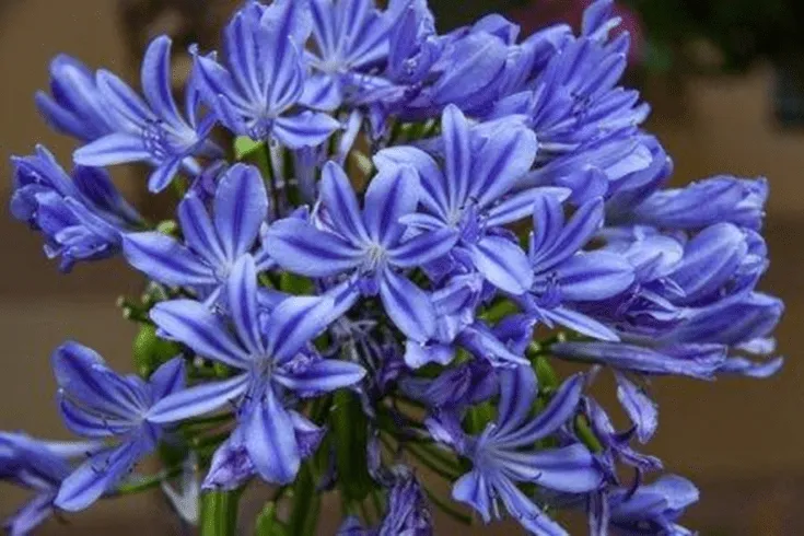 (+30 фото) Синие садовые цветы фото и названия