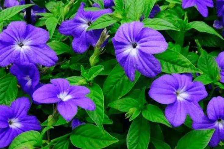 (+30 фото) Синие садовые цветы фото и названия
