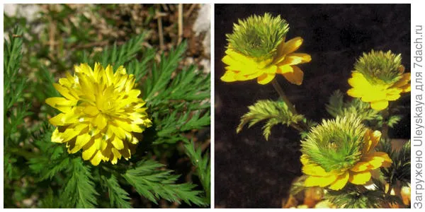 Адонис амурский Flore Pleno. Фото с сайта sverrelunde.com. Адонис амурский Sandanzaki. Фото с сайта rareplants.co.uk