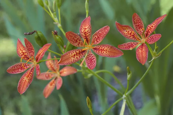 Беламканда китайская (Belamcanda chinensis)