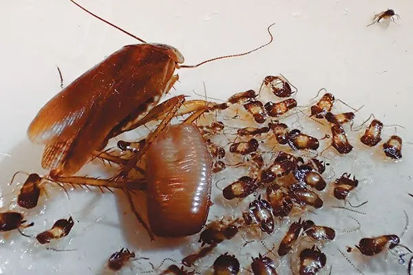Появление тараканов на свет из оотеки