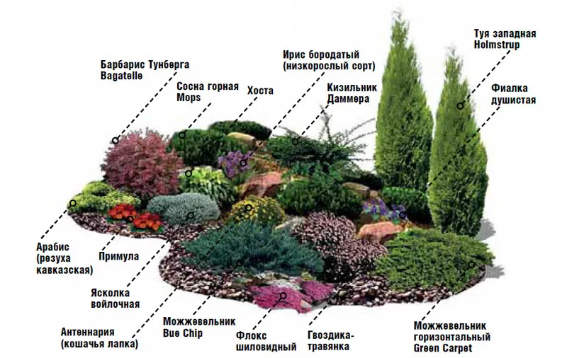 растения для альпийской горки