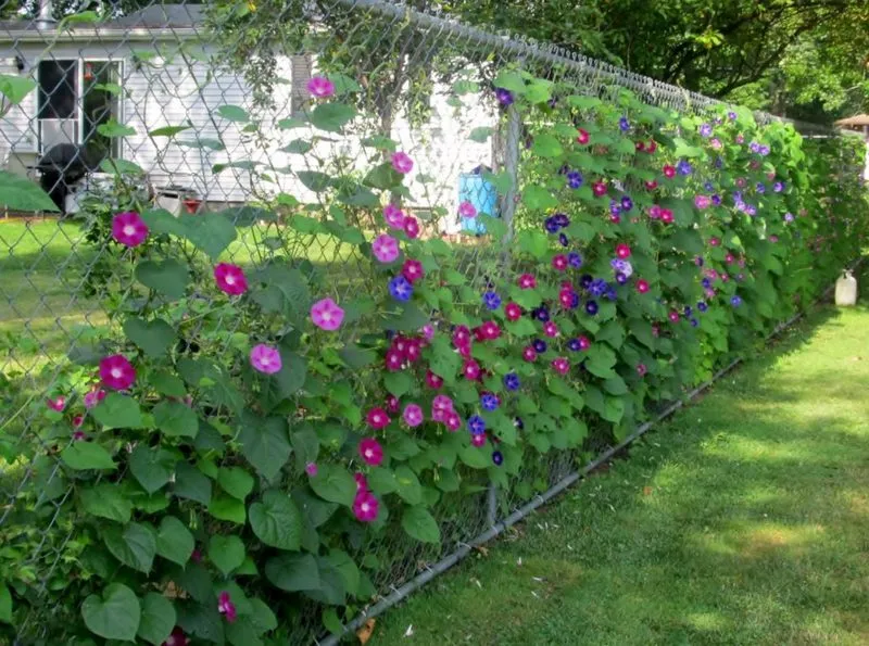 Вьющиеся растения на заборе из сетки рабица