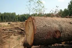 Дерево для строительства Дерево для строительства