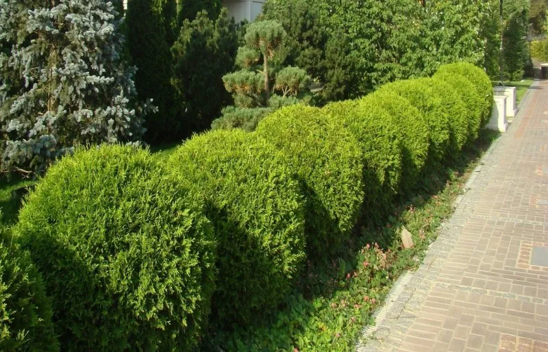 Живая изгородь Смарагд