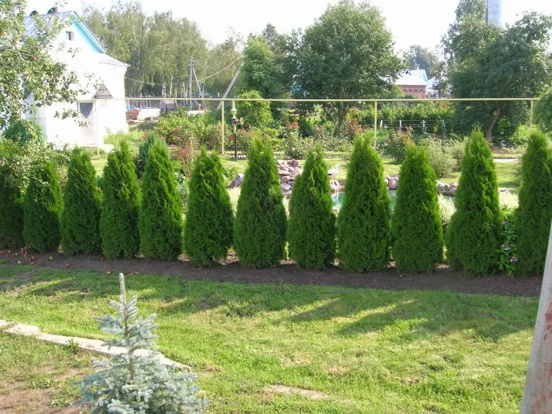 Туя Смарагд куст
