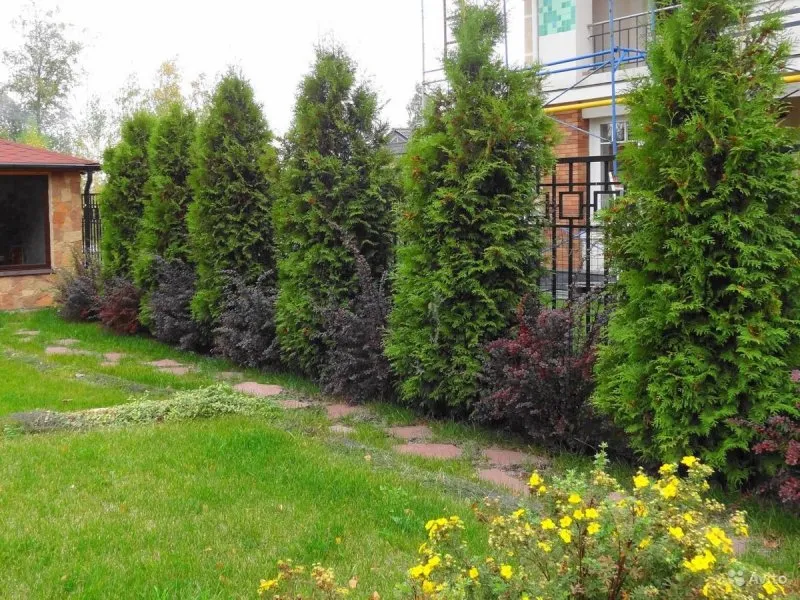 Туя Западная Смарагд вдоль забора