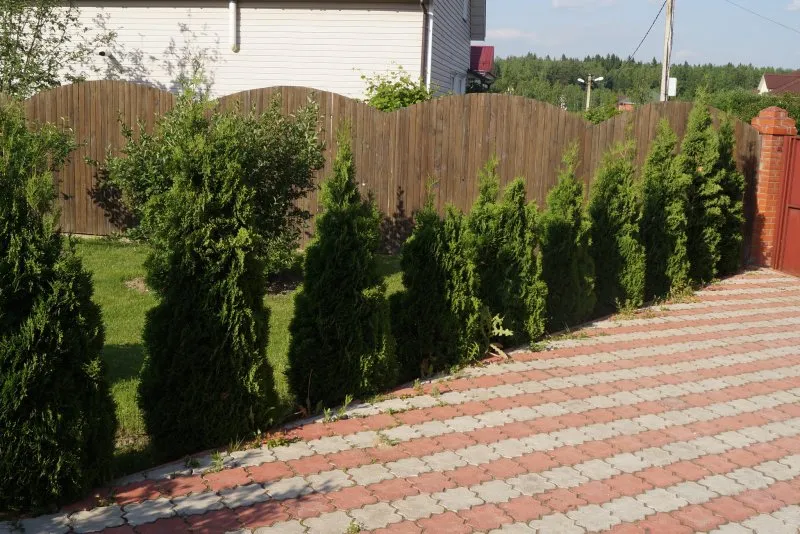 Туя Брабант Живая изгородь забор