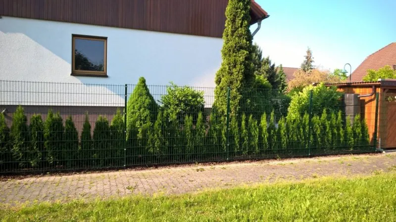 Туя Голден Брабант Живая изгородь