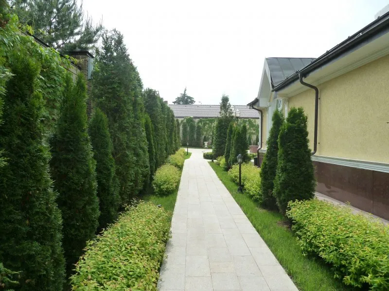 Туя Даника Живая изгородь