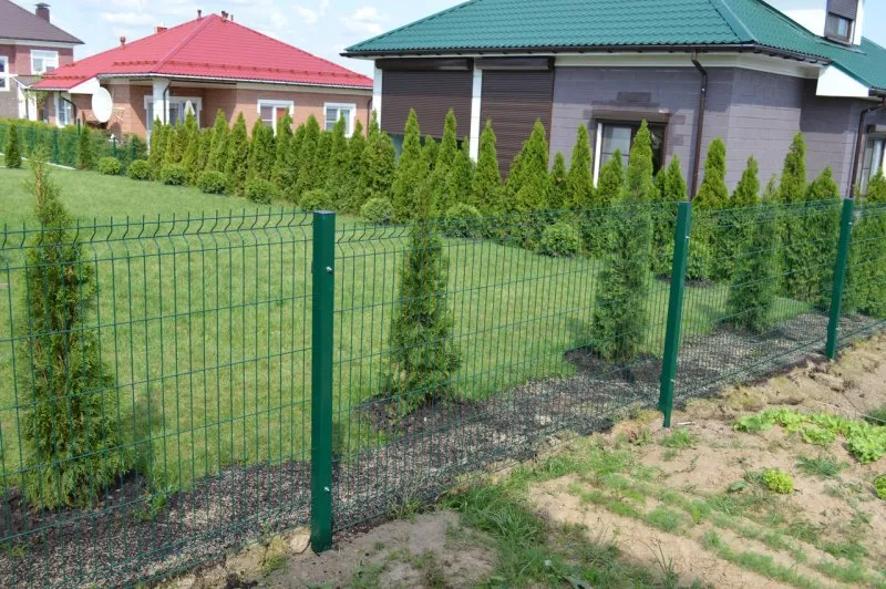Граб обыкновенный Живая изгородь