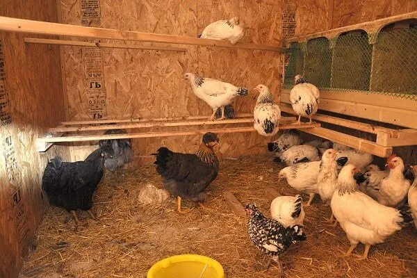 Правильное устройство и оборудование курятника. 